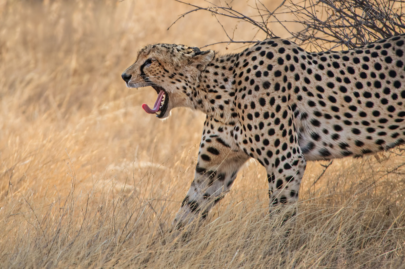 Samburu - Geeuwende cheeta Uiteindelijk begon de cheeta rond te lopen en konden we hem nog op een paar plaatsen spotten. Stefan Cruysberghs